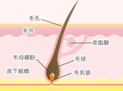 毛根