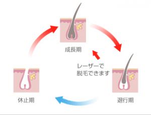 換毛サイクル